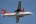 Fokker 50