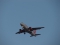 Airbus A319-111