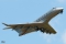 Bombardier Challenger 350 (BD-100-1A10)