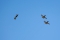 Aero L-39C Albatros